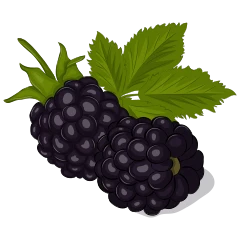 Blackberry