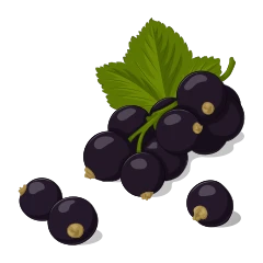 Blackcurrant