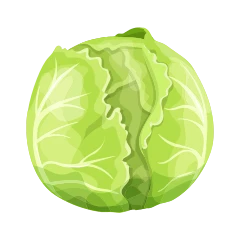 Cabbage