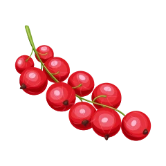 Redcurrant