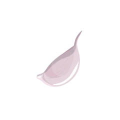 Shallot